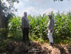 Polisi Turun ke Sawah, Pantau Tanaman Hortikultura demi Ketahanan Pangan Nasional