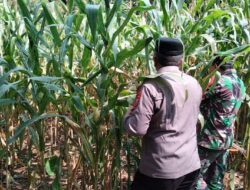 Pak Bhabin Penggerak Ketahanan Pangan, Dampingi Petani Jagung di Kota Malang