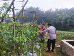 Bhabinkamtibmas Polsek Nongkojajar Pantau Tanaman Tomat di Desa Pungging, Dukung Program P2B Ketahanan Pangan