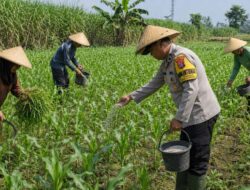 Pak Bhabin Penggerak Ketahanan Pangan, Dampingi Petani Jagung di Wilayah Hukum Polres Pasuruan