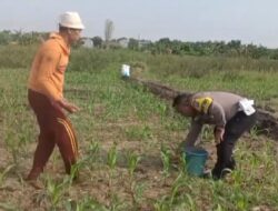 Polisi Bangil Aktif Bersama Kelompok Tani Gempeng Monitoring Lahan Jagung