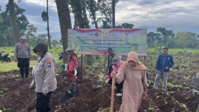 Polri Turun ke Lahan, Dampingi Petani Tanam Jagung Kuartal IV Dukung Swasembada Pangan di Pasuruan