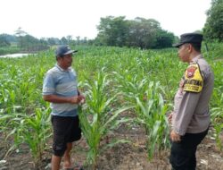 Gugus Tugas Polsek Kejayan Pantau Tanaman Jagung di Tanggulangin, Wujudkan Asta Cita Ketahanan Pangan