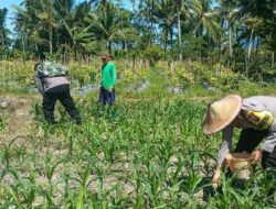 Polres Lumajang Terjunkan Personel  Penggerak Ketahanan Pangan Dampingi Warga Tani