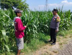 Bhabinkamtibmas Sukorejo Cek Pertumbuhan Jagung Warga