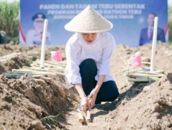 Khofifah Pimpin Panen dan Tanam Tebu Serentak Program Bongkar Ratoon di Malang, Genjot Produktivitas dengan Target 54.897 Hektar di Tahun 2026