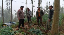 Bhabinkamtibmas Polsek Tosari Pantau Lahan Bawang Prei, Dukung Program Ketahanan Pangan Nasional