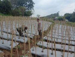 Bhabinkamtibmas Desa Gendro Tinjau Tanaman Cabai, Dukung Program Pekarangan Pangan Bergizi