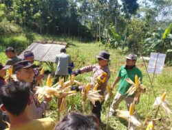 Polres Pacitan Genjot Produktivitas Jagung di Bandar, Dampingi Petani dan Evaluasi Kualitas Benih