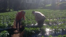 Img 20260625 Wa0035 Copy 1325x591