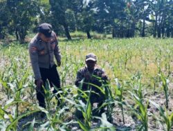 Bhabinkamtibmas Polsek Nongkojajar Tinjau Lahan Jagung P2B, Dukung Asta Cita Ketahanan Pangan