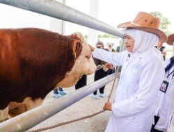 Khofifah Apresiasi BBIB Singosari Malang Telah Berhasil Siapkan Semen Beku Sapi Wagyu dan Belgian Blue Serta Jenis Unggul Lainnya