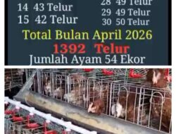 Jeritan KPM Program GAYATRI, Dipusaran HargaTelur Anjlok Harga Pakan Melambung