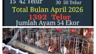 Jeritan KPM Program GAYATRI, Dipusaran HargaTelur Anjlok Harga Pakan Melambung