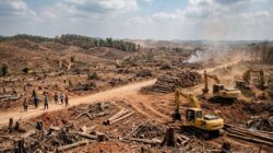 Elegi Kawasan Hutan Bojonegoro Tempo Dulu Dan Kini