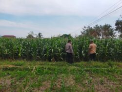 Bhabinkamtibmas Sukorejo Dampingi Petani Pantau Pertumbuhan Jagung