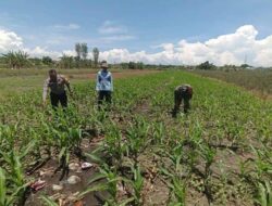 Bukan Sekadar Patroli, Polisi di Bangil Aktif Dampingi Petani Jagung Menuju Panen Maksimal