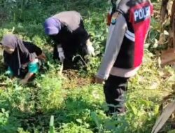 Bhabinkamtibmas Polsek Pasrepan Pantau Tanaman Jagung, Dukung Asta Cita Ketahanan Pangan Nasional