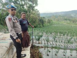 Bhabinkamtibmas Polsek Nongkojajar Pantau Tanaman Cabai, Dukung Program Pekarangan Pangan Bergizi di Tutur