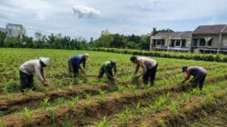 Bhabinkamtibmas Polsek Sukorejo Pantau Pertumbuhan Jagung, Dukung Asta Cita Presiden di Bidang Ketahanan Pangan