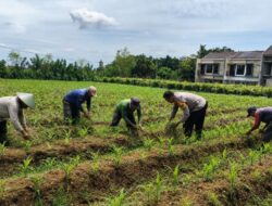 Bhabinkamtibmas Polsek Sukorejo Pantau Pertumbuhan Jagung, Dukung Asta Cita Presiden di Bidang Ketahanan Pangan
