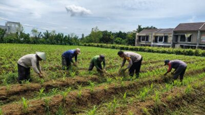 Bhabinkamtibmas Polsek Sukorejo Pantau Pertumbuhan Jagung, Dukung Asta Cita Presiden di Bidang Ketahanan Pangan