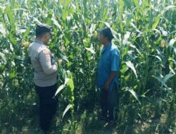 Bhabinkamtibmas Polsek Nongkojajar Perkuat Ketahanan Pangan Lewat Pendampingan Tanaman Jagung di Desa Pungging