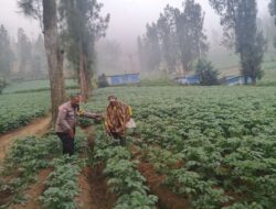 Bhabinkamtibmas Polsek Tosari Intensif Dampingi Petani Kentang Dukung Ketahanan Pangan Nasional