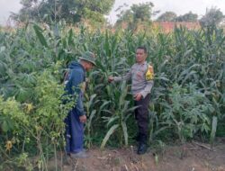 Bhabinkamtibmas Polsek Pasrepan Pantau Tanaman Jagung, Dukung Asta Cita Presiden di Bidang Ketahanan Pangan
