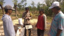 Polisi Dampingi Petani Bantu Distribusi 2,8 Ton Jagung Petani Rebono ke Bulog