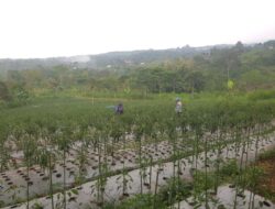 Bhabinkamtibmas Sambangi Lahan Cabai, Dukung Ketahanan Pangan Bersama Warga