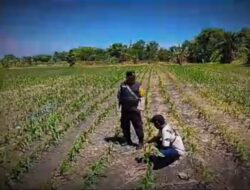 Tanaman Jagung di Siyar Tumbuh Baik, Bhabinkamtibmas Dukung Ketahanan Pangan Bersama Warga