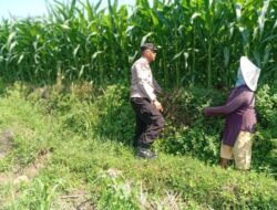 Optimistis Panen Bagus, Bhabinkamtibmas Laporkan Tanaman Jagung di Gunting Tumbuh Subur