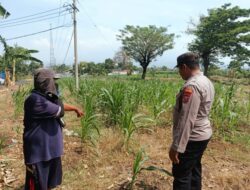 Bhabinkamtibmas Polsek Sukorejo Dorong Ketahanan Pangan Melalui Pemantauan Tanaman Jagung di Desa Lecari