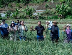Satgas Pangan Polri Perkuat Swasembada Bawang Putih, Lahan Tanam di Sembalun Capai 534 Hektare