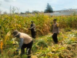 Hasil Panen Jagung di Karangjati Terpantau Baik, Bhabinkamtibmas Dukung Ketahanan Pangan Bersama Petani