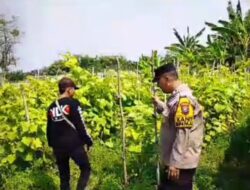 Tanaman Mentimun di Siyar Tumbuh Baik, Bhabinkamtibmas Dukung Ketahanan Pangan Bersama Warga