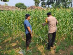 Bhabinkamtibmas Polsek Rembang Pantau Lahan Jagung Warga Dukung Asta Cita Ketahanan Pangan