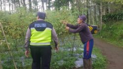 Tanaman Tomat di Pungging Tumbuh Baik, Bhabinkamtibmas Dukung Suksesnya Ketahanan Pangan Nasional
