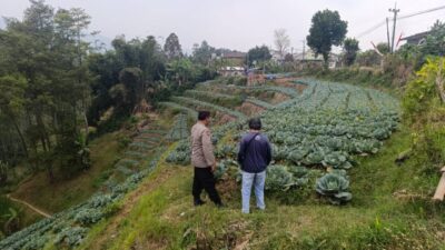 Bhabinkamtibmas Blarang Rutin Monitoring Tanaman Kubis Agar Tumbuh Sesuai Harapan