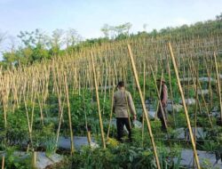 Bhabinkamtibmas Dukung Budidaya Tanaman Cabai di Lahan P2B di Gendro