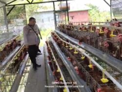 Bhabinkamtibmas Polsek Rembang Laporkan Budidaya Ayam Petelur di Kalisat Tumbuh Sehat