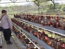 Budidaya Ayam Petelur di Kalisat Berkembang Baik, Bhabinkamtibmas Dukung Ketahanan Pangan