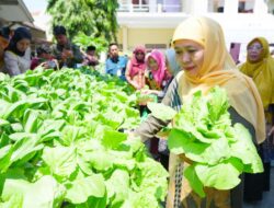 Khofifah Bersama Menteri PPPA Panen Ikan Nila Hingga Sawi Samhong dan Tanam Bibit Jeruk Madu saat Menghadiri Pameran Produk SIKAP SMA, SMK dan SLB Se-Kabupaten Jombang