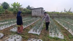 Bhabinkamtibmas Nongkojajar Pantau Tanaman Bawang Merah, Dukung Ketahanan Pangan Nasional