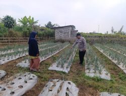 Bhabinkamtibmas Nongkojajar Pantau Tanaman Bawang Merah, Dukung Ketahanan Pangan Nasional