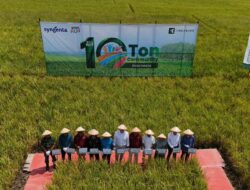 Syngenta Indonesia Bersama TerraBaru Gelar Festival Panen Pertanian Regeneratif Di Ngawi