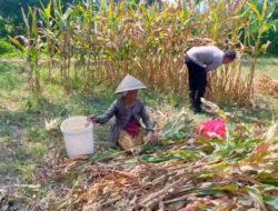 Bahu-Membahu di Ladang Jagung, Jajaran Polresta Malang Kota Bersama Warga Wujudkan Ketahanan Pangan